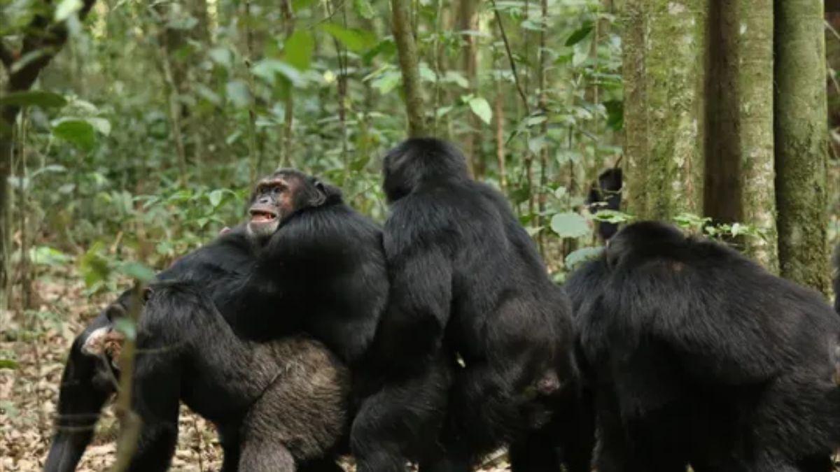 Chimpancés machos que muestran comportamientos homosexuales en el bosque de Kibale, en Uganda.