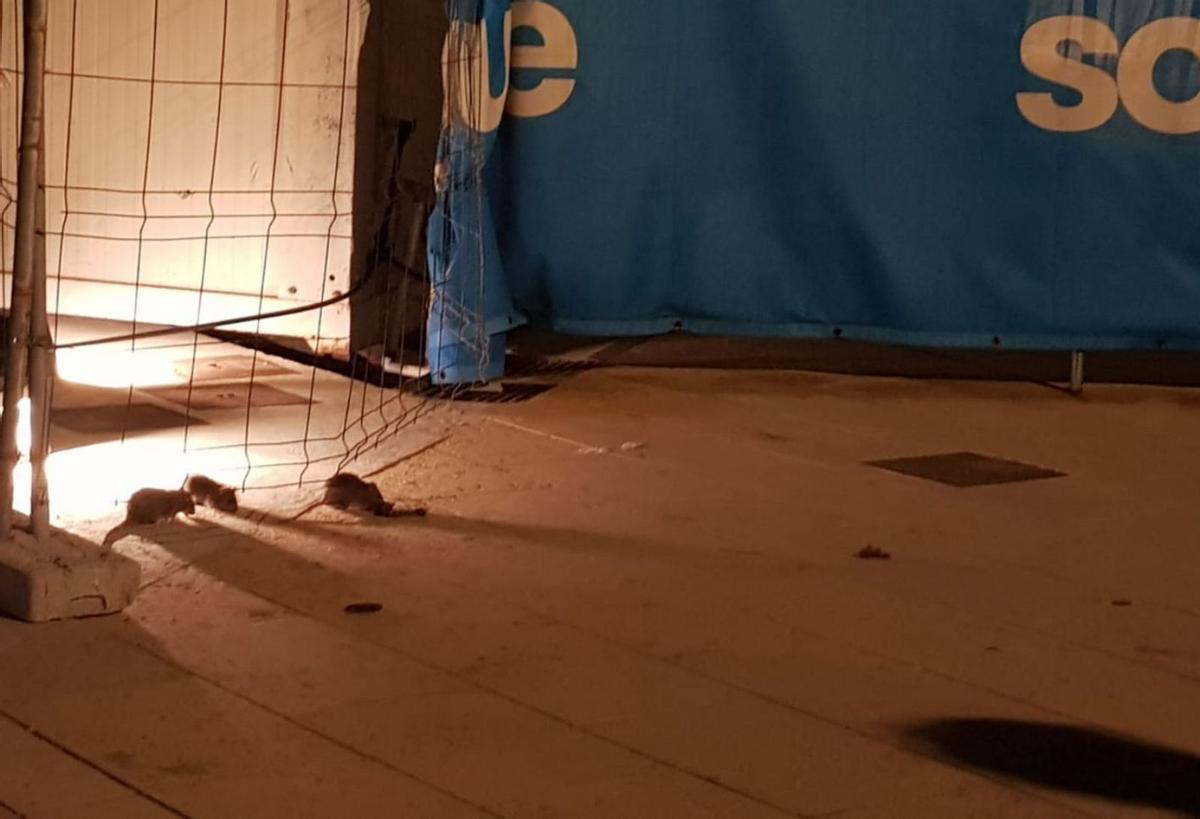 Denuncian la presencia de ratas en el antiguo Club del Molinar