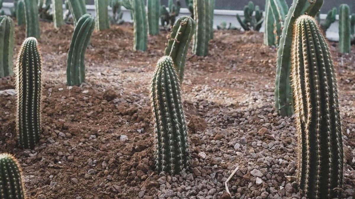 ¿Que te dejan plantado? Comparte la Mercè con tus iguales en el Jardín Efímero de Maison Bouture.