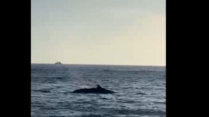 Una familia de ballenas sorprende a varios barcos en aguas de Ibiza