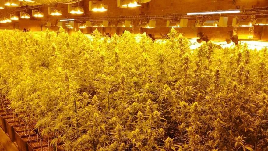 Drogues a l&#039;Alt Empordà: Desmantellen un cultiu de 5.500 plantes de marihuana a un mas rural de Llers