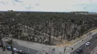 El Ayuntamiento busca voluntarios para repoblar el Palmeral de Elche