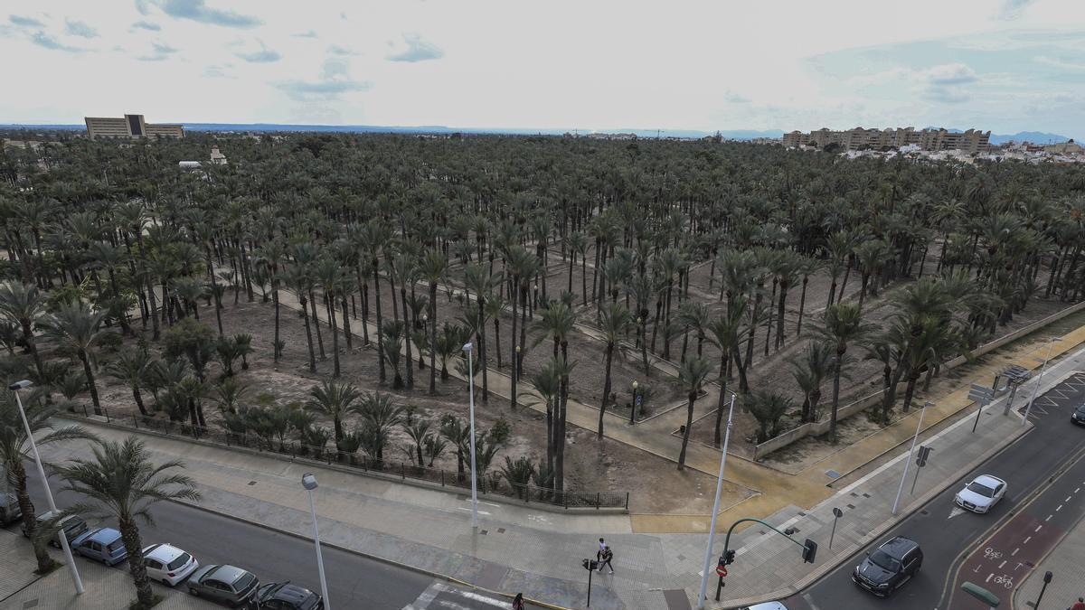 Vistas del Palmeral de Elche