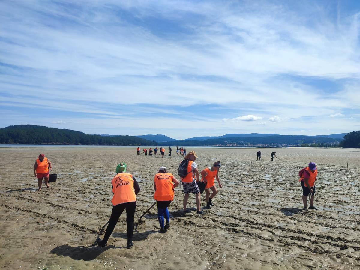 Mariscadores y mariscadoras, este lunes sembrando cien mil unidades de berberecho en el arenal de Testal.