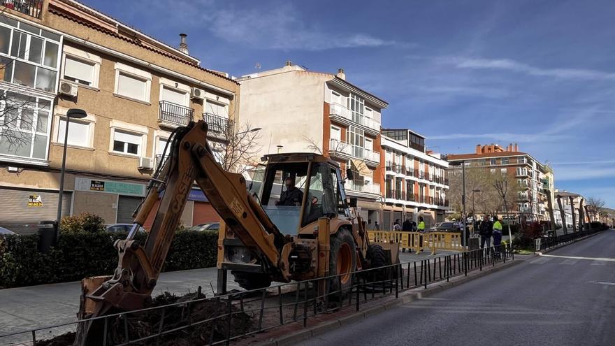 Adiós a los últimos olmos enfermos del bulevar de la avenida Felipe V de Petrer
