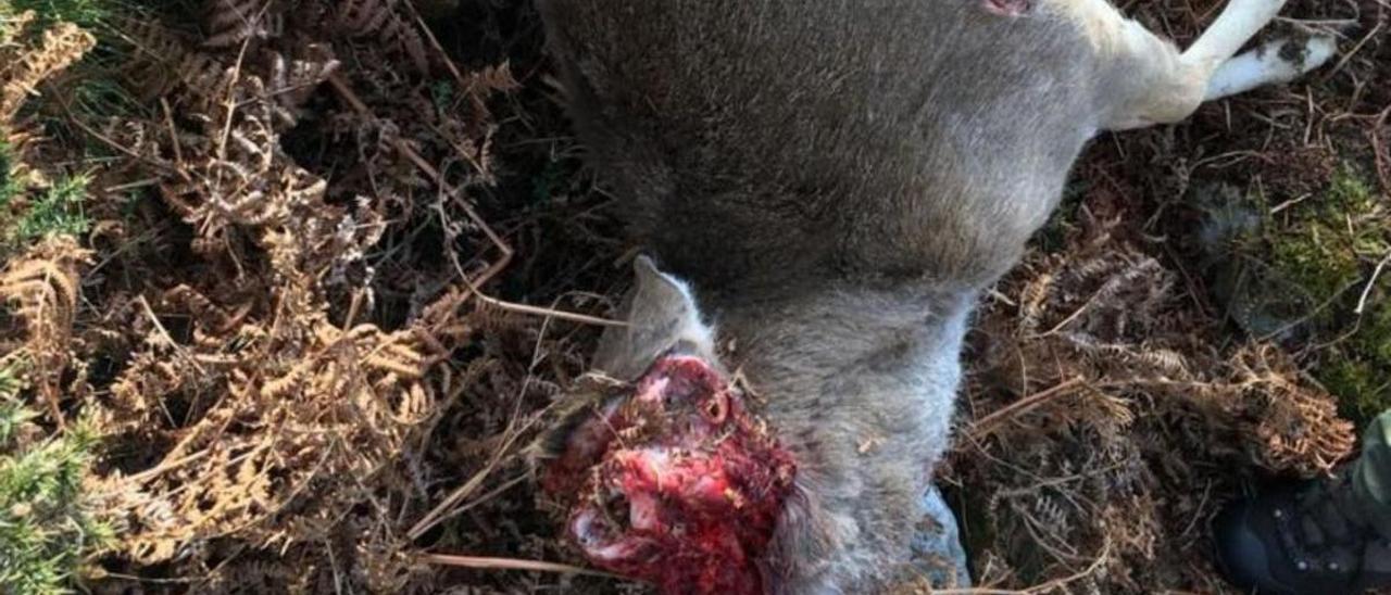 Uno de los cadávares de gamo localizados por las autoridades en el Sueve.