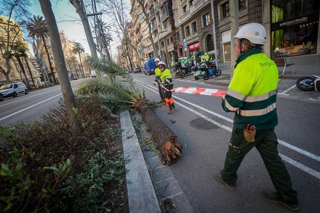 Los efectos del vendaval en Barcelona