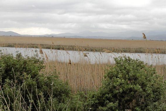 Das Naturschutzgebiet S'Albufera wird 30 Jahre alt - und steckt in einer tiefen Krise. Umweltschützer schlagen Alarm, die Politik bleibt weitgehend untätig.