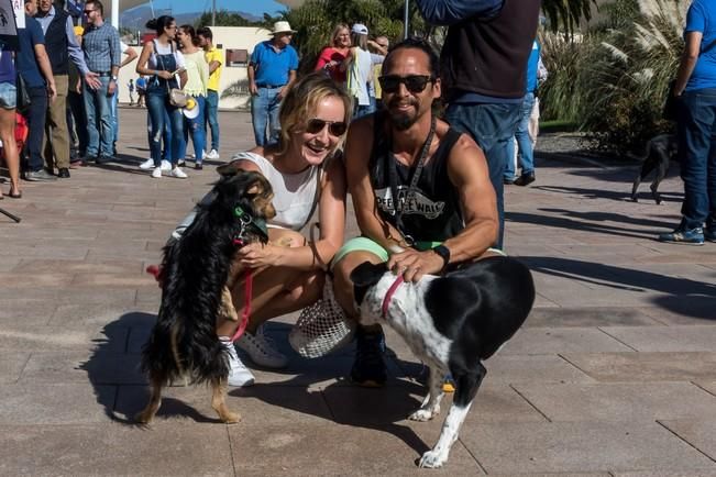 Feria de Mascotas de Maspalomas 2016