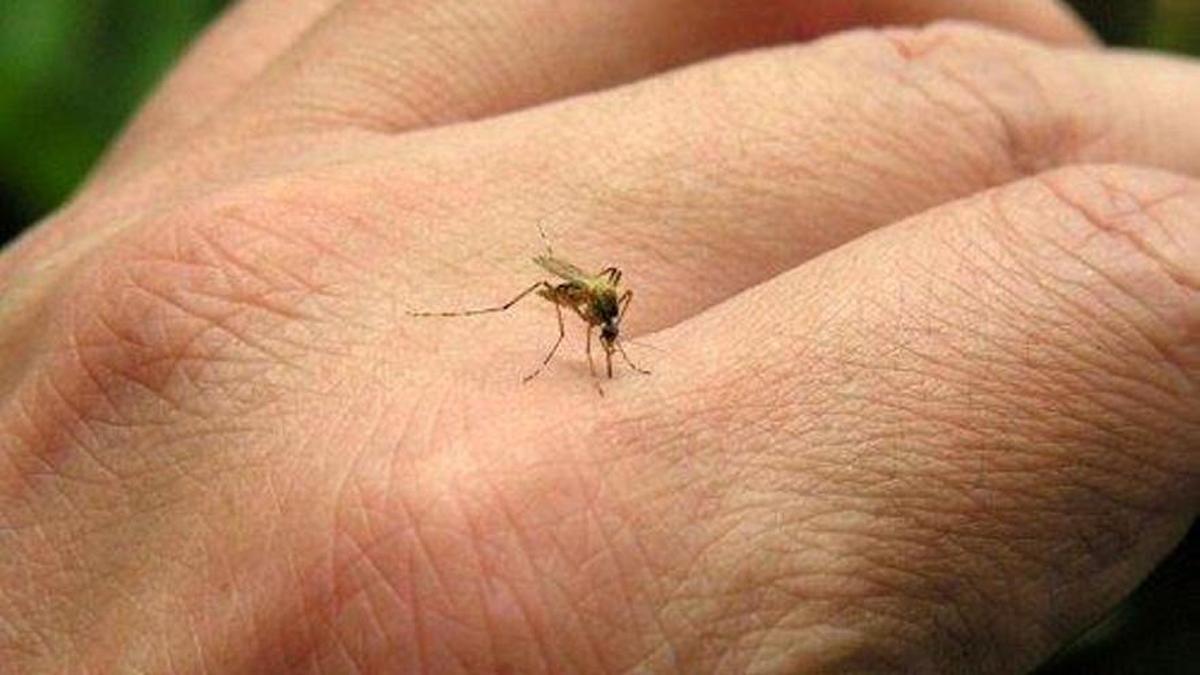 Incremento de mosquitos en Extremadura.