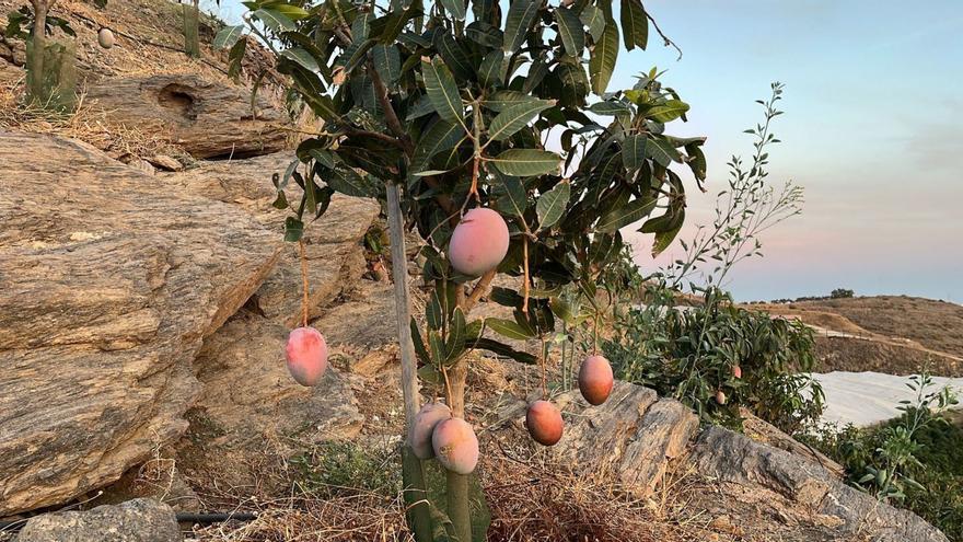 Muchos agricultores habían declinado recolectar sus mangos este otoño.