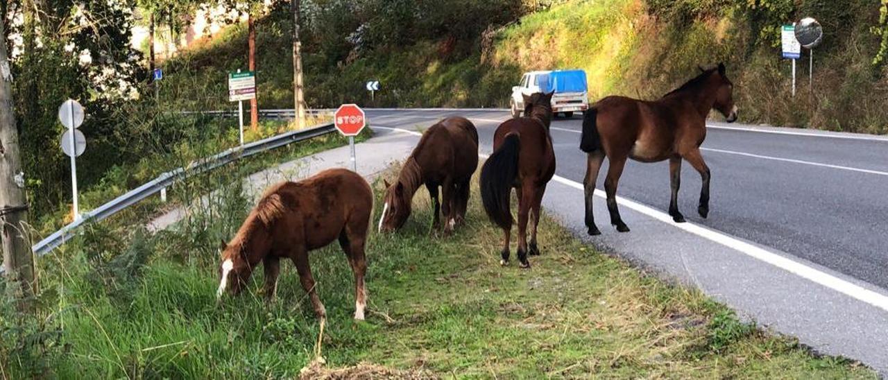 Varios caballos, ayer, al lado de la carretera autonómica. / G.M.P.