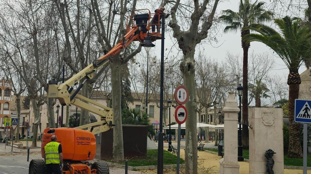 Trabajos en altura en un parque de Lucena.