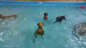 Beya a la piscina amb la resta dels seus companys