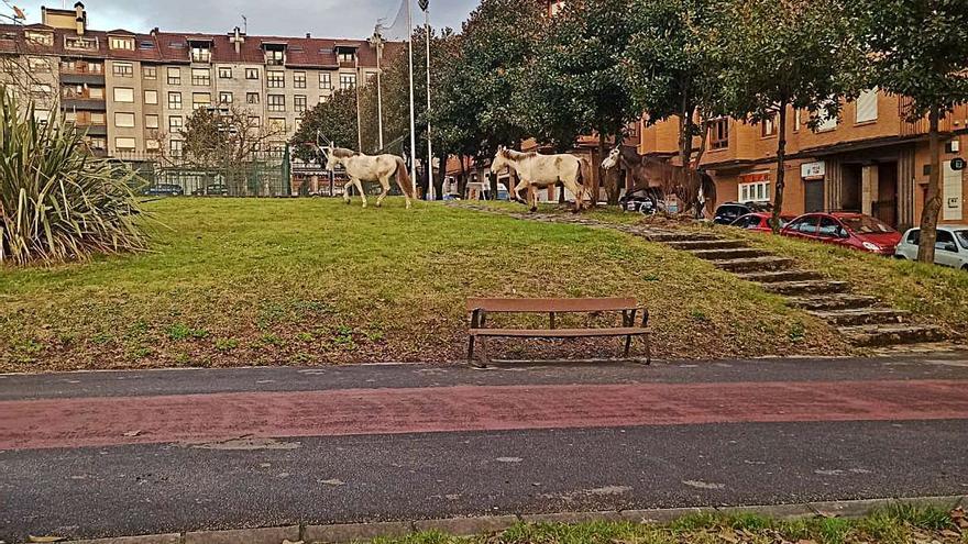 Tres caballos se “dan a la fuga” en La Felguera |