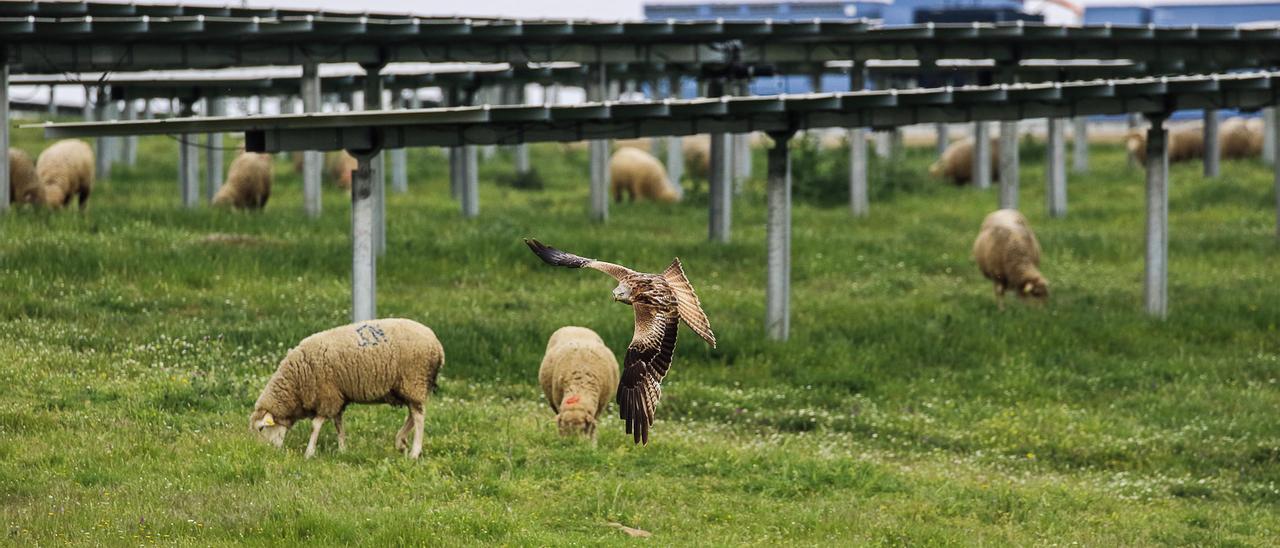 Un milano real volando entre placas solares y ovejas en la planta de La Solanilla, en Trujillo.