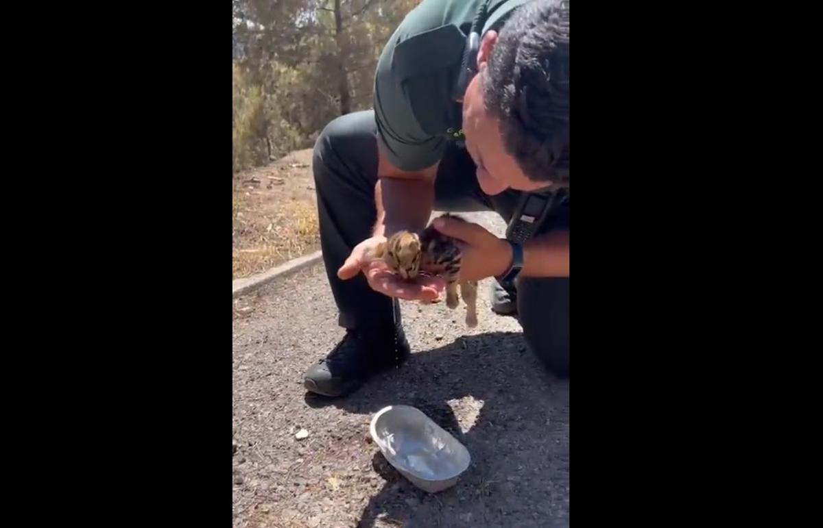 VÍDEO | La tendra imatge d’un guàrdia civil donant aigua a un gat deshidratat per l’incendi de Begís