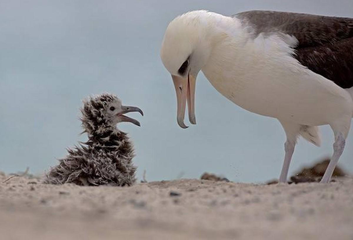 Wisdom, alimentando a su polluelo nacido este mes de marzo