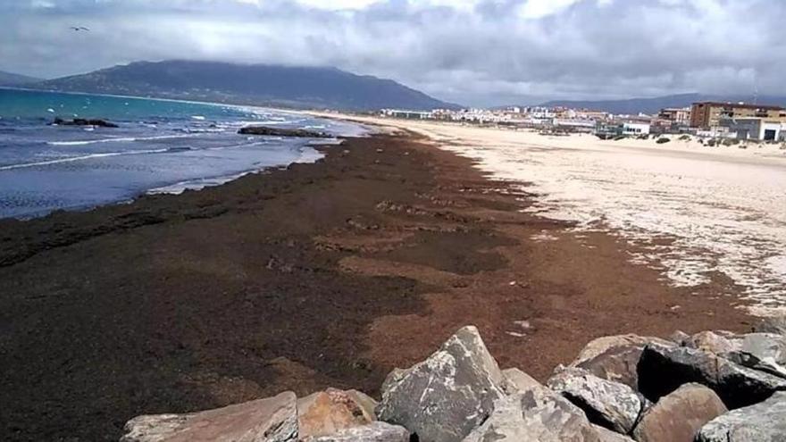 La playa de Tarifa inundada con el alga asiática.