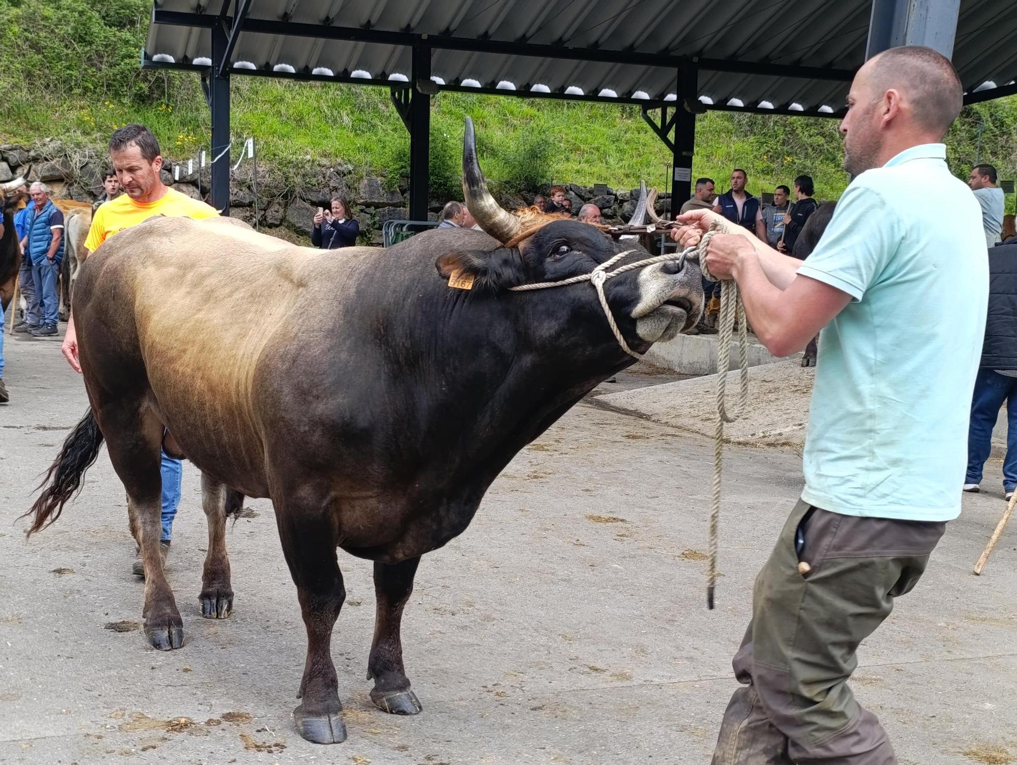 El XXXI Certamen-Exposición de Asturiana de los Valles de Teverga, en imágenes