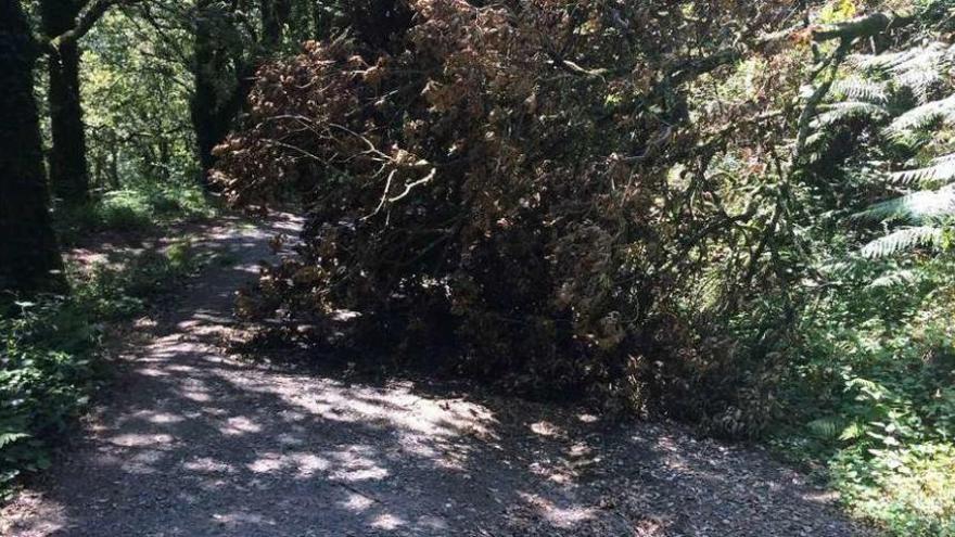 Un árbol entorpece el acceso a la Fervenza do Toxa