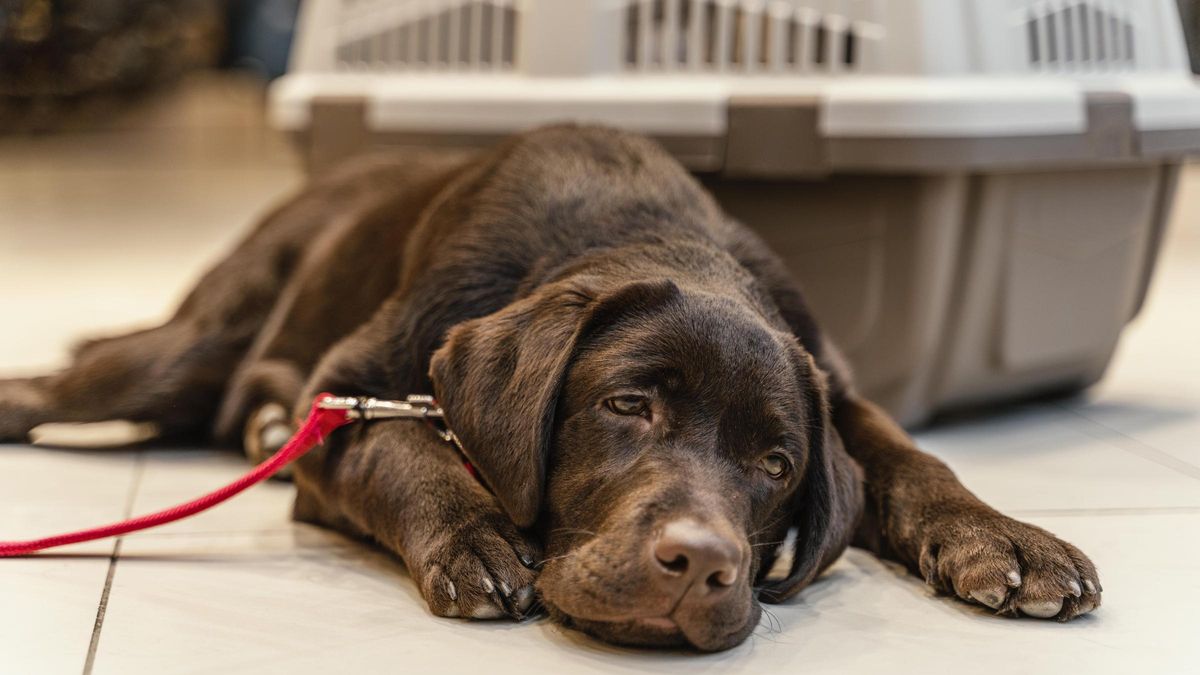 El 14% de los golpes de calor en perros son graves y pueden ser letales si no se actúa con rapidez.