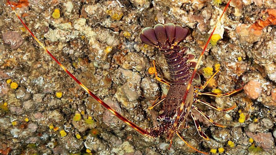 La llagosta està associada al luxe i l&#039;elegància.