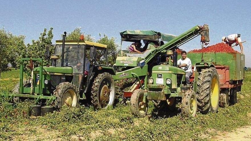 La campaña del tomate abarca 23.000 hectáreas en la región