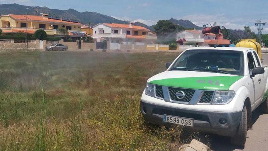 Benicàssim adelanta la lucha contra los mosquitos tras las lluvias