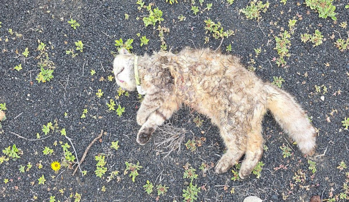Uno de los gatos