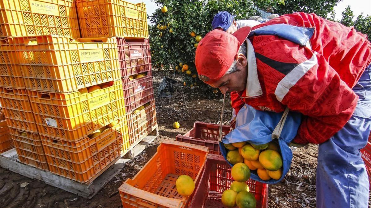 Coronavirus: la campaña de la naranja se encuentra al 70% de recolección en la vega del Guadalquivir