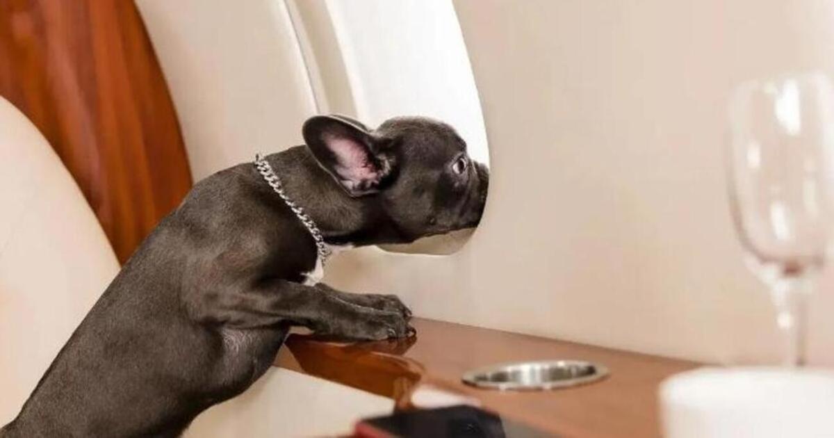 Un perro viaja en un avión de lujo.