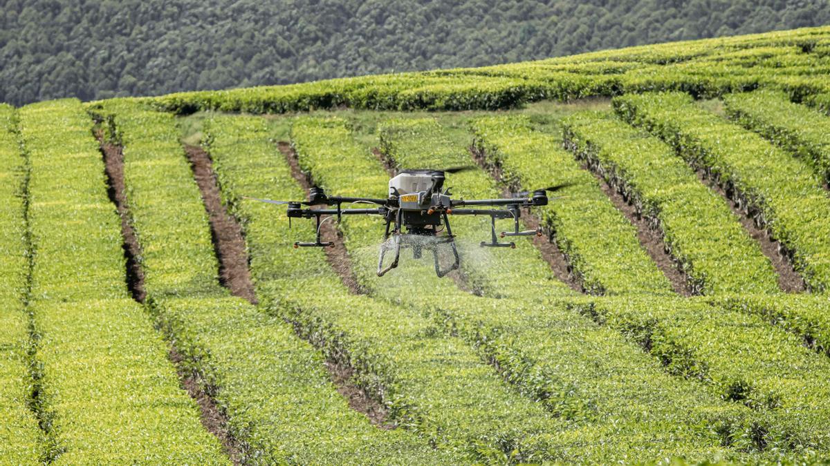 Un dron lanza fertilizantes en una plantación de té en Musereita, en el valle del Rift de Kenia.