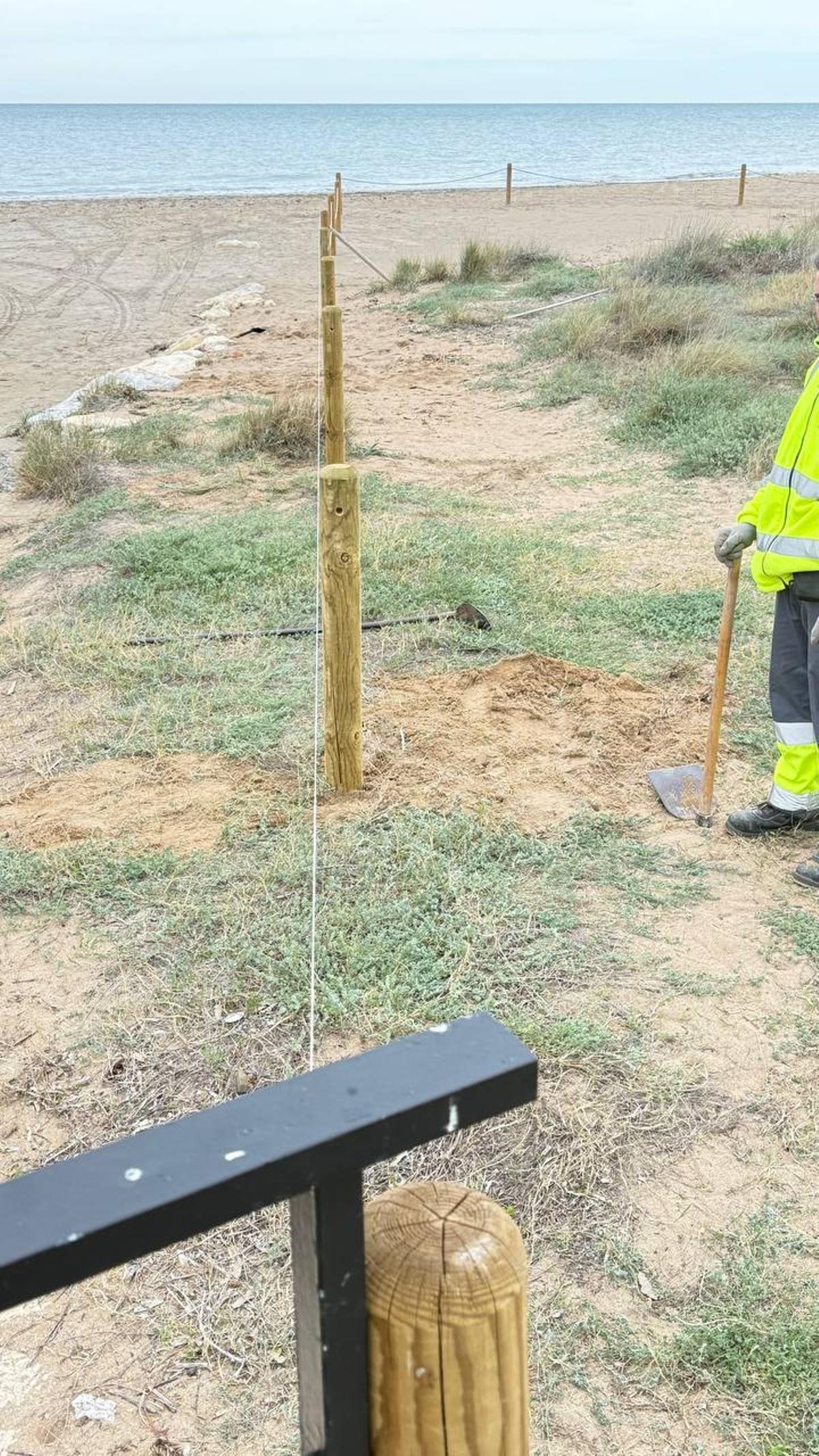 Les dunes, l'hàbitat d'aquests ocells