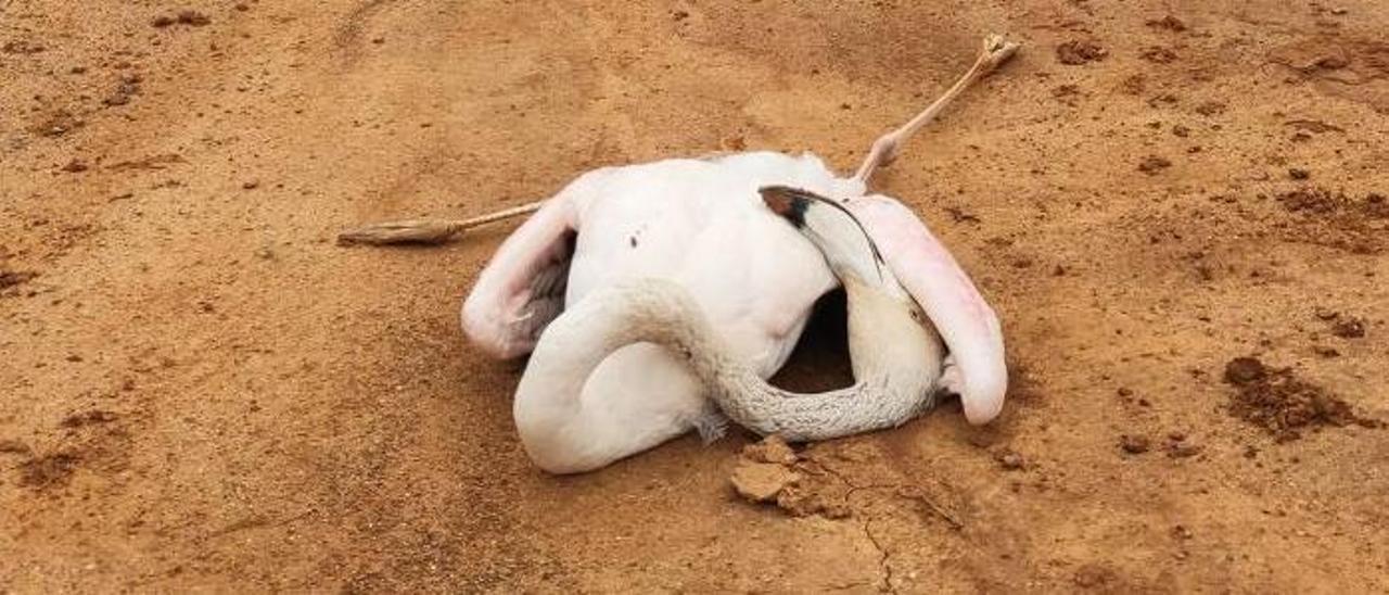 Dos flamencos muertos en el Parque Natural de ses Salines de Ibiza. Ibán Yarza