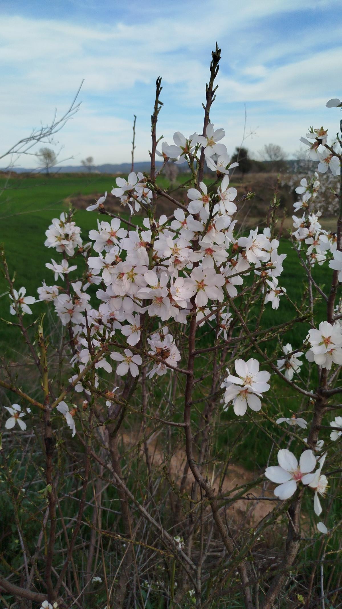 Ametller florit a Sant Fruitós de Bages Ametller florit a Sant Fruitós de Bages
