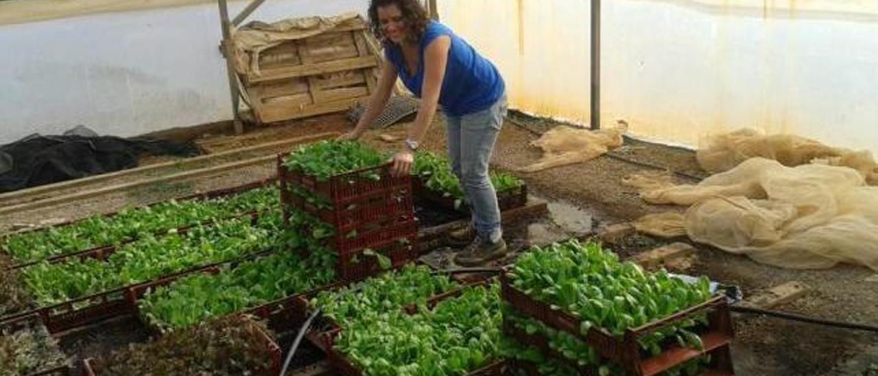 Cati Siquier, copropietaria de la firma Arròs Sa Marjal, trabajando en la zona de planteles de la empresa en sa Pobla.