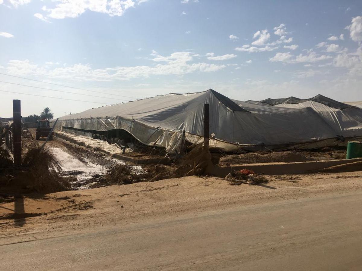 Gota fría en la Vega Baja: Los agricultores cifran en 550 millones las pérdidas en el campo de la provincia de Alicante