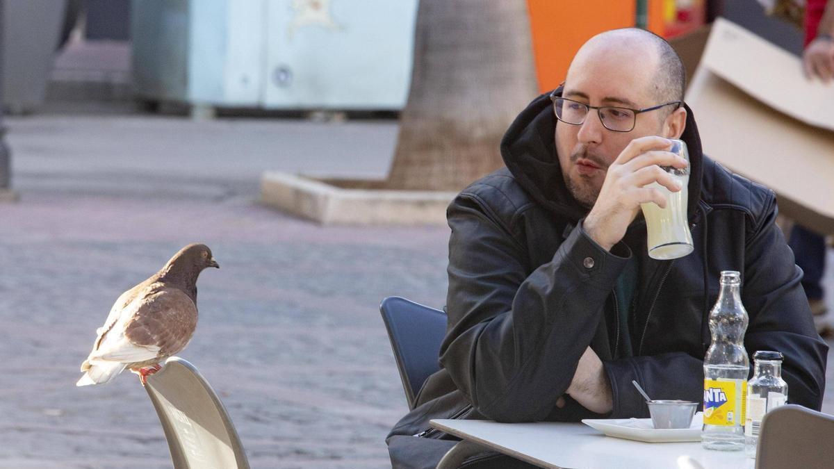 Una paloma "acecha" una mesa en la terraza de una cafetería ubicada en la Plaza Mayor, en una imagen del último invierno.