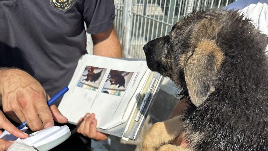 Denuncien el centre de Santpedor amb gossos clandestins per tenir cadells sense registres