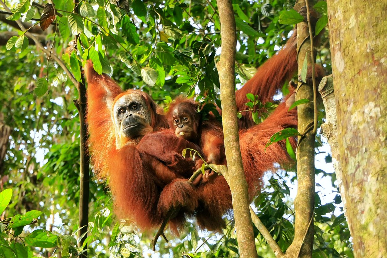 Uno de los mayores emblemas de la isla, el orangután de Sumatra se encuentra en peligro crítico de extinción