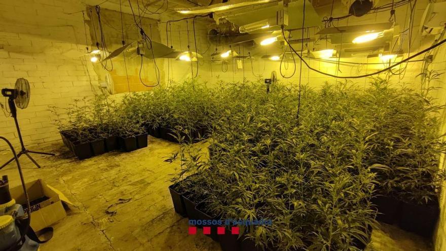 Inspeccionen un taller mecànic de Bescanó i hi troben un cultiu de marihuana