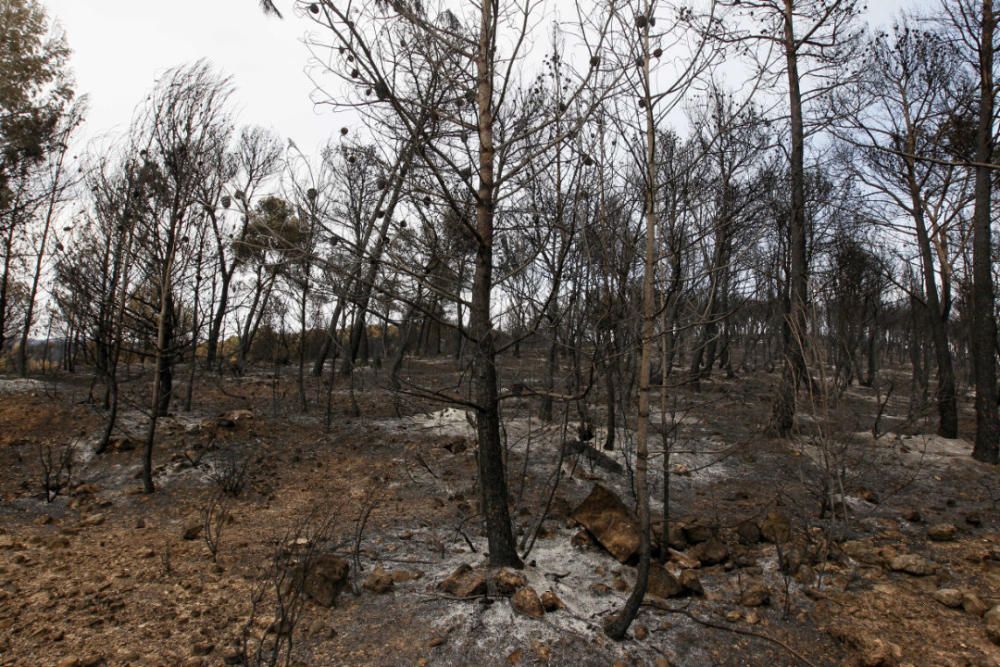 Andilla: ocho años desde su gran incendio