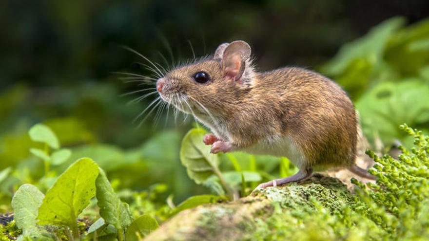 Los ratones se turnan para cantar similar a las conversaciones humanas.