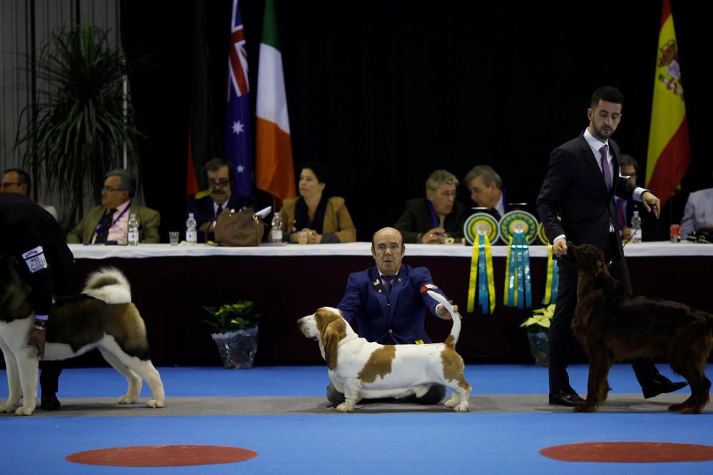 6º Salón del Animal de Compañía Mi Mascota