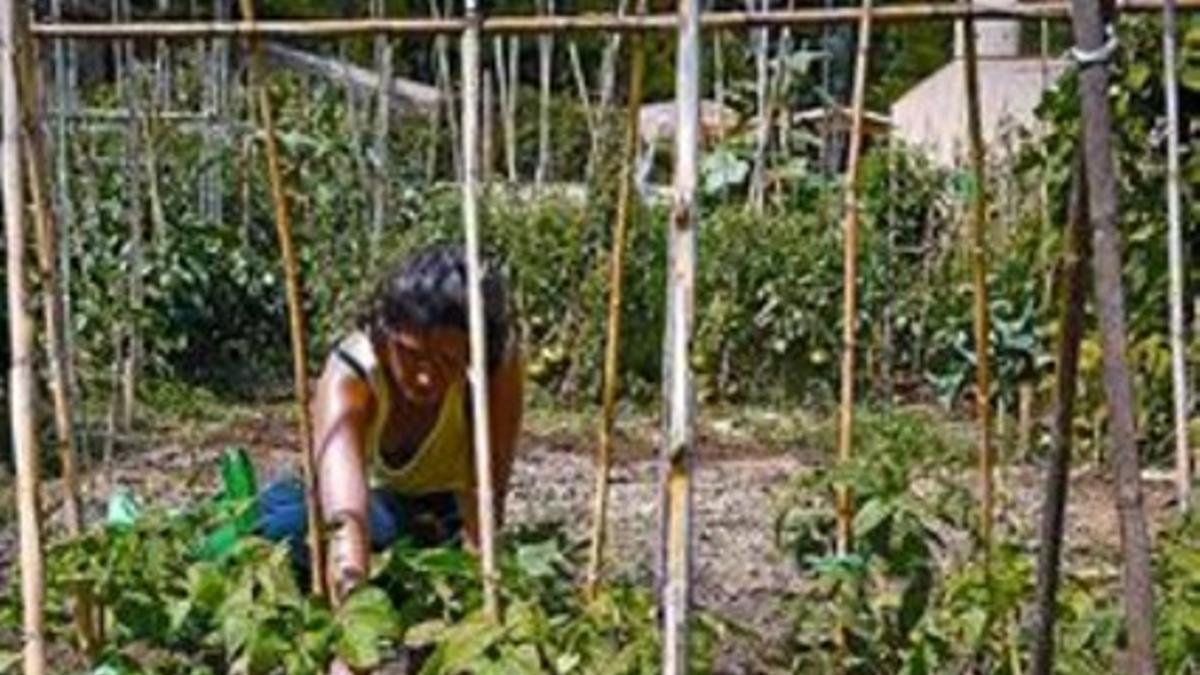 Una mujer trabaja en el huerto municipal de Can Soler, junto a la carretera de la Arrabassada.