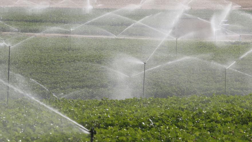 Los agricultores se encomiendan a los pozos para salvar la arboleda