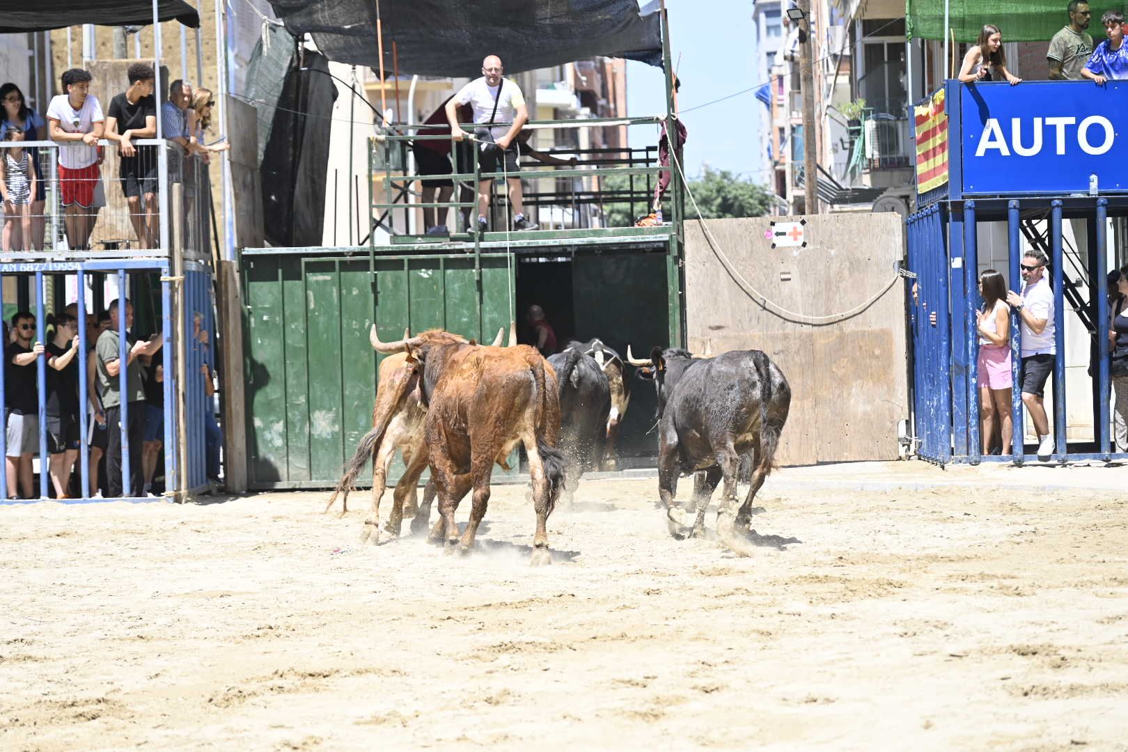 El ‘bou’ toma protagonismo mañana, tarde y noche en el Grau en fiestas