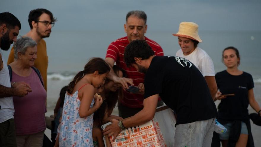 Las últimas tortugas custodiadas en las playas de Elche ya nadan en el mar