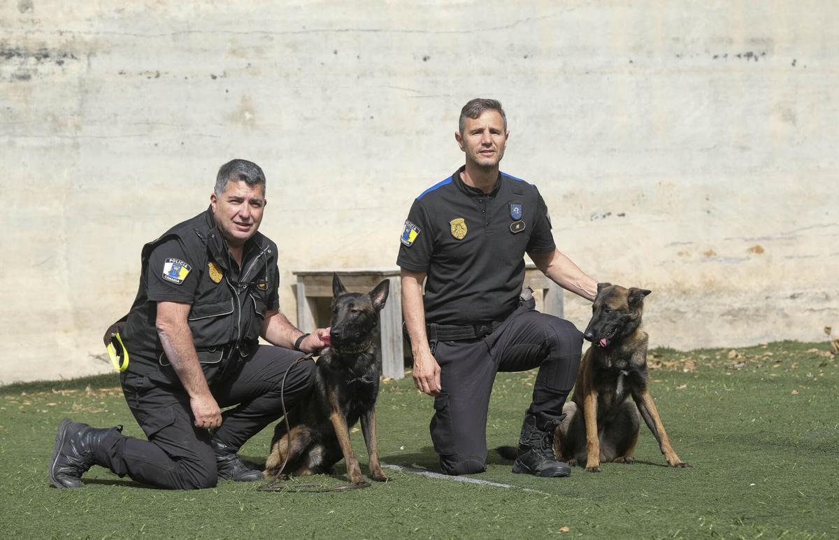 Los perros del Grupo de Guías Caninos (UCAPOL) de la Policía Local de Las Palmas de Gran Canaria, Cujo y Apolo
